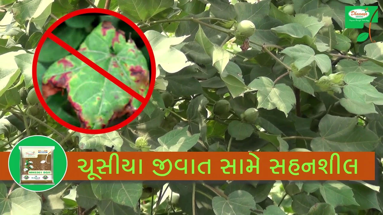 Ajooba Cotton (Gujarati) : Tata Rallis
