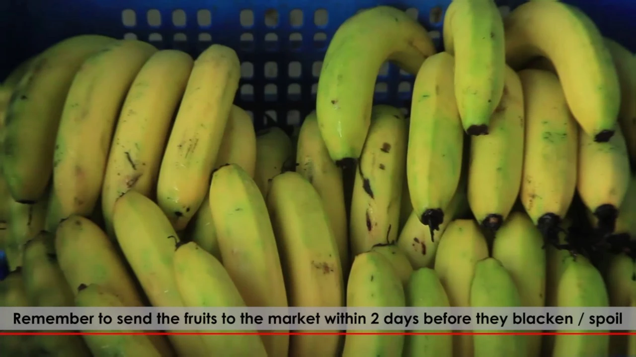 Ripylene-6, Efficient Post-Harvest Fruit Ripening Solution : Chemtron Science Laboratories