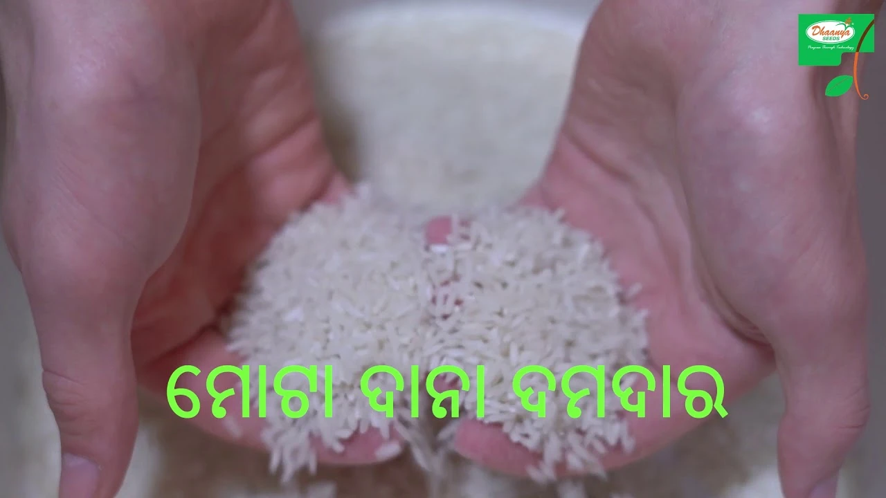 Dhanya seeds, Paddy (Oriya) : Rallis India